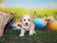 Opal Mae, a female Poodle - Miniature  for sale in Lead Hill, AR – Photo 6 of 10