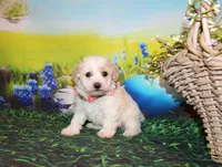 Opal Mae, a female Poodle - Miniature  for sale in Lead Hill, AR – Photo 5 of 10