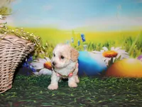 Opal Mae, a female Poodle - Miniature  for sale in Lead Hill, AR – Photo 8 of 10