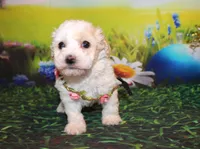 Opal Mae, a female Poodle - Miniature  for sale in Lead Hill, AR – Photo 7 of 10