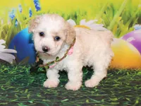 Opal Mae, a female Poodle - Miniature  for sale in Lead Hill, AR – Photo 1 of 10