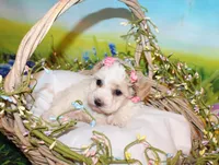 Opal Mae, a female Poodle - Miniature  for sale in Lead Hill, AR – Photo 4 of 10