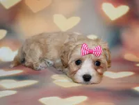 Opal Mae, a female Maltipoo for sale in Lead Hill, AR – 5 of 10