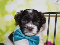 Hunter, a male Miniature Schnauzer for sale in Lead Hill, AR – 7 of 10