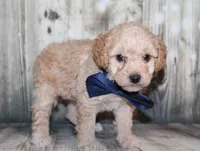Loki, a female Poodle - Miniature  for sale in Lead Hill, AR – 6 of 10