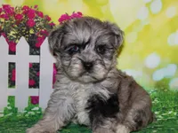 Oliver, a male Miniature Schnauzer for sale in Lead Hill, AR – 7 of 10