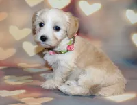 Daisy , a female Maltipoo for sale in Lead Hill, AR – 6 of 10