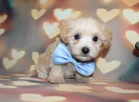 Henry, a male Maltipoo for sale in Lead Hill, AR – 10 of 10