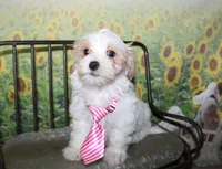 Max, a male Maltipoo for sale in Lead Hill, AR – 6 of 10