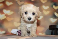 Loki, a male Maltipoo for sale in Lead Hill, AR – 5 of 10