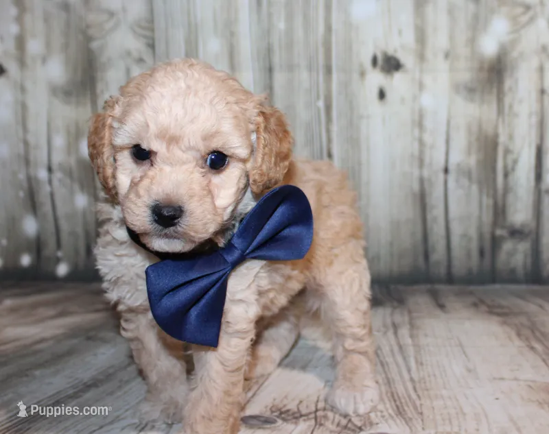 Loki – Poodle - Miniature  puppy for sale in Lead Hill, AR