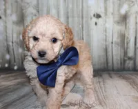 Loki, a female Poodle - Miniature  for sale in Lead Hill, AR – 1 of 10