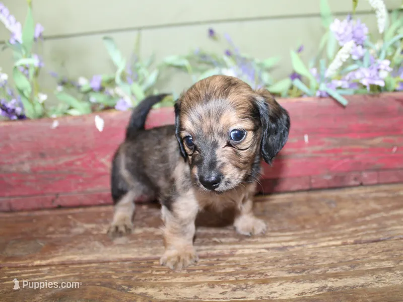 Peanut – Miniature Dachshund puppy for sale in Lead Hill, AR