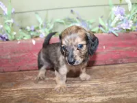 Peanut, a male Miniature Dachshund for sale in Lead Hill, AR – 10 of 10
