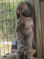Maple , a female Miniature Dachshund for sale in Lead Hill, AR – 3 of 4