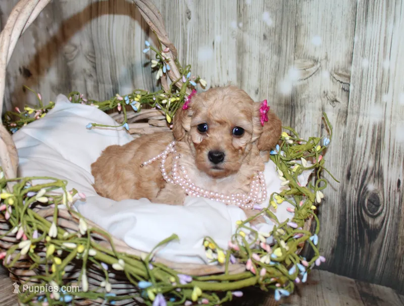lila – Poodle - Miniature  puppy for sale in Lead Hill, AR