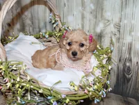 lila, a female Poodle - Miniature  for sale in Lead Hill, AR – 1 of 10