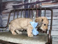Tanner, a male Miniature Dachshund for sale in Lead Hill, AR – 10 of 10