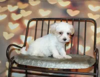 Max, a male Maltipoo for sale in Lead Hill, AR – 9 of 10