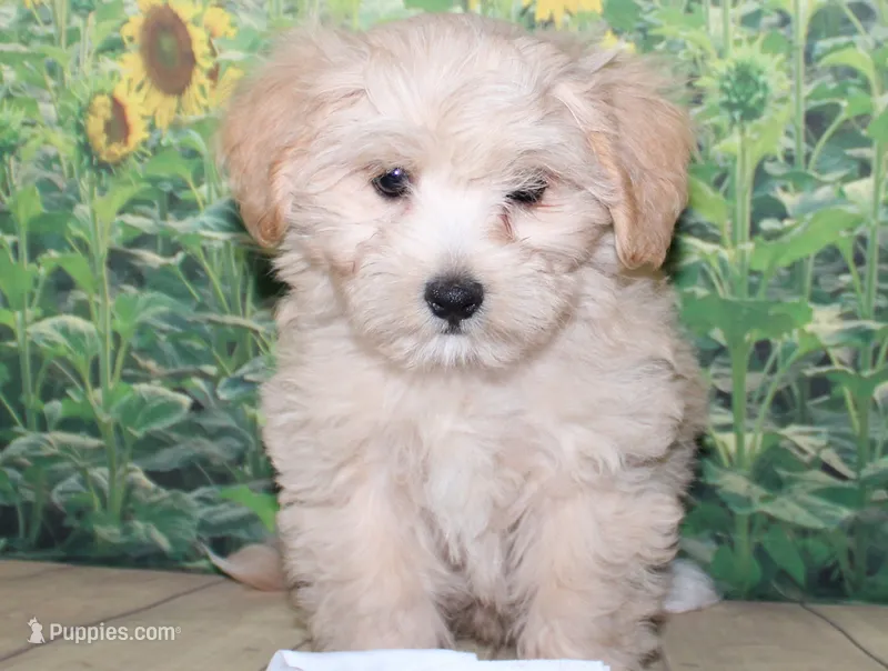 Henry – Maltipoo puppy for sale in Lead Hill, AR