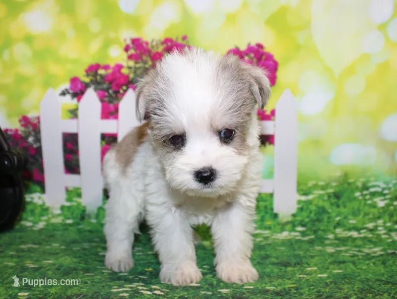 Tiny – Miniature Schnauzer puppy for sale in Lead Hill, AR