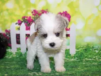 Tiny, a male Miniature Schnauzer for sale in Lead Hill, AR – 1 of 10