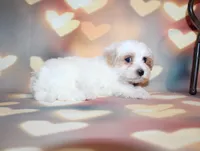 Max, a male Maltipoo for sale in Lead Hill, AR – 3 of 10