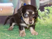 copper18, a male Miniature Dachshund for sale in Lead Hill, AR – 2 of 10