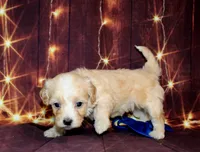 Leon, a male Maltipoo for sale in Lead Hill, AR – 8 of 10