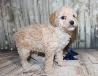 Loki, a female Poodle - Miniature  for sale in Lead Hill, AR – 4 of 10