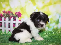 Hunter, a male Miniature Schnauzer for sale in Lead Hill, AR – 8 of 10