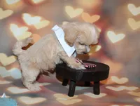 Loki, a male Maltipoo for sale in Lead Hill, AR – 2 of 10