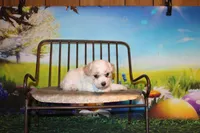 Leroy Ray, a male Poodle - Miniature  for sale in Lead Hill, AR – Photo 6 of 10