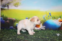 Leroy Ray, a male Poodle - Miniature  for sale in Lead Hill, AR – Photo 3 of 10