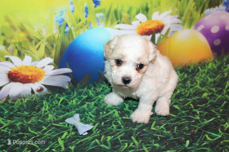 Leroy Ray – Poodle - Miniature  puppy for sale in Lead Hill, AR