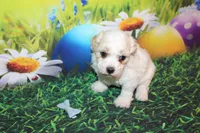 Leroy Ray, a male Poodle - Miniature  for sale in Lead Hill, AR – Photo 9 of 10