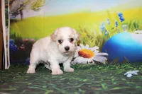 Leroy Ray, a male Poodle - Miniature  for sale in Lead Hill, AR – Photo 5 of 10