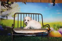 Leroy Ray, a male Poodle - Miniature  for sale in Lead Hill, AR – Photo 2 of 10