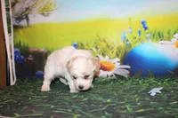 Leroy Ray, a male Poodle - Miniature  for sale in Lead Hill, AR – Photo 4 of 10