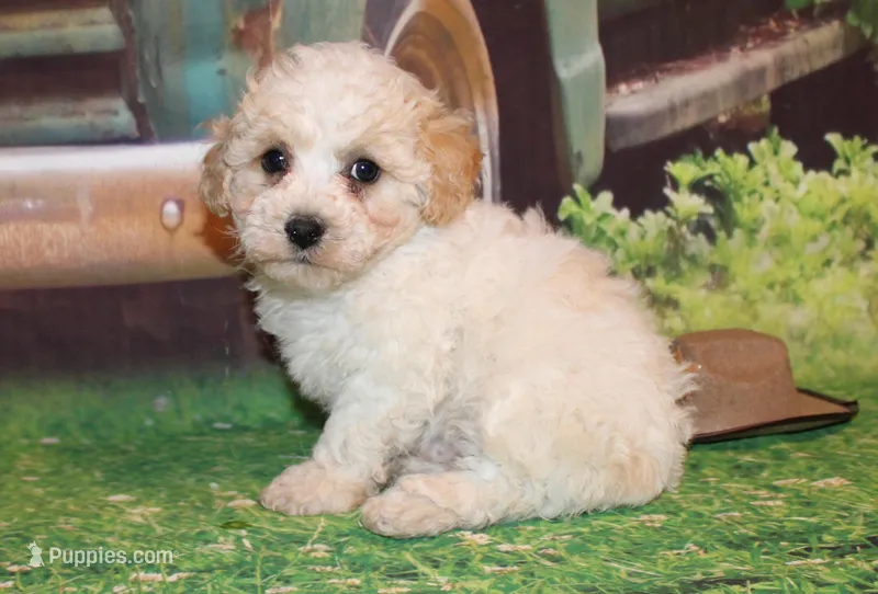 Leroy Ray – Poodle - Miniature  puppy for sale in Lead Hill, AR