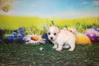 Leroy Ray, a male Poodle - Miniature  for sale in Lead Hill, AR – Photo 7 of 10