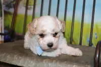 Leroy Ray, a male Poodle - Miniature  for sale in Lead Hill, AR – Photo 8 of 10