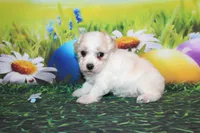 Leroy Ray, a male Poodle - Miniature  for sale in Lead Hill, AR – Photo 10 of 10
