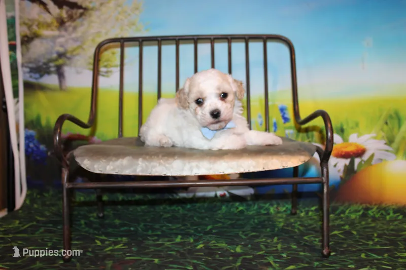 Leroy Ray – Poodle - Miniature  puppy for sale in Lead Hill, AR