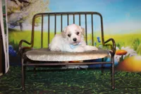 Leroy Ray, a male Poodle - Miniature  for sale in Lead Hill, AR – Photo 1 of 10