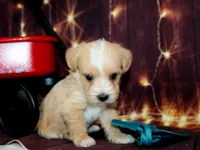 Thomas, a male Maltipoo for sale in Lead Hill, AR – 4 of 10