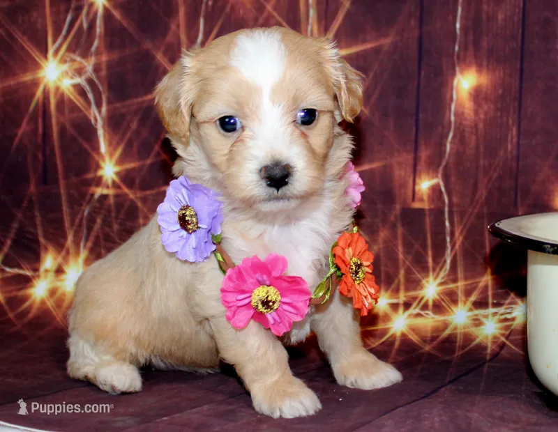 lila – Maltipoo puppy for sale in Lead Hill, AR