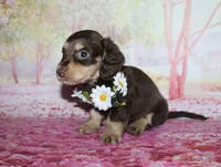 Darcy, a female Miniature Dachshund for sale in Lead Hill, AR – 7 of 10