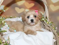 Opal Mae, a female Maltipoo for sale in Lead Hill, AR – 3 of 10