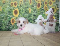 Max, a male Maltipoo for sale in Lead Hill, AR – 9 of 10